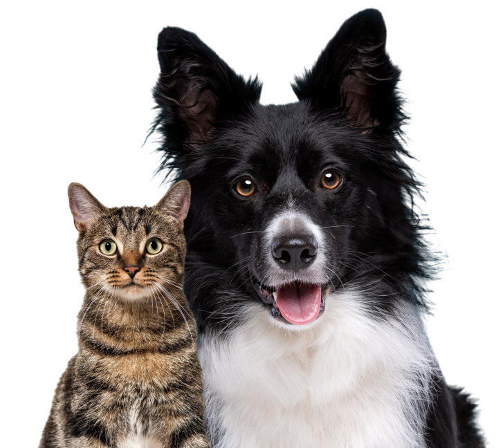 Gato e Cachorro Abraçados da OiVet